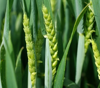 Dans les champs... Quand les blés s'emplissent de la future farine