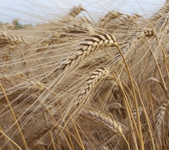 Bon à savoir : pourquoi a-t-on besoin de protéines dans le blé ?