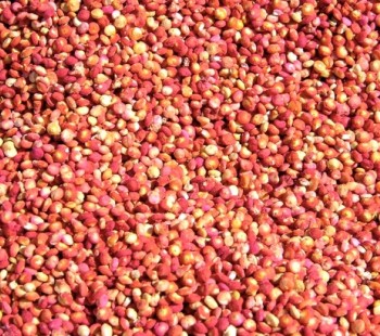 Le quinoa en plein semis... et en pleine croissance