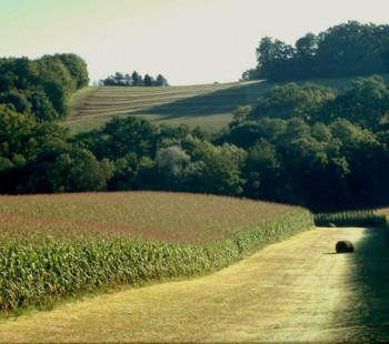 Les paysages agricoles : un patrimoine esthétique et environnemental 
