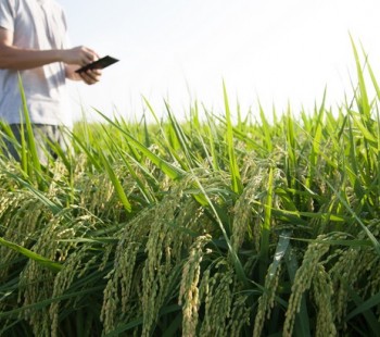 Quand l’agriculteur investit le champ du numérique 