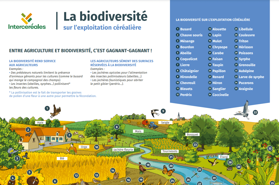 La biodiversité sur l'exploitation céréalière, poster