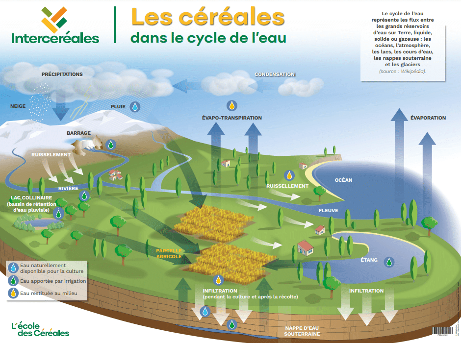 Les céréales dans le cycle de l’eau