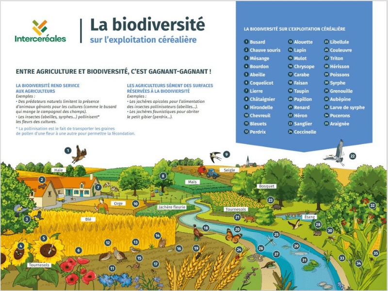 La biodiversité sur l’exploitation céréalière, panneau