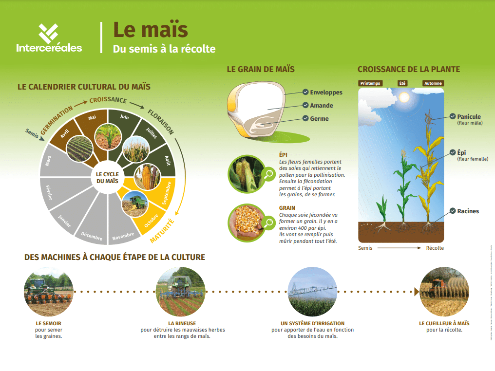 Le maïs du semis à la récolte, panneau